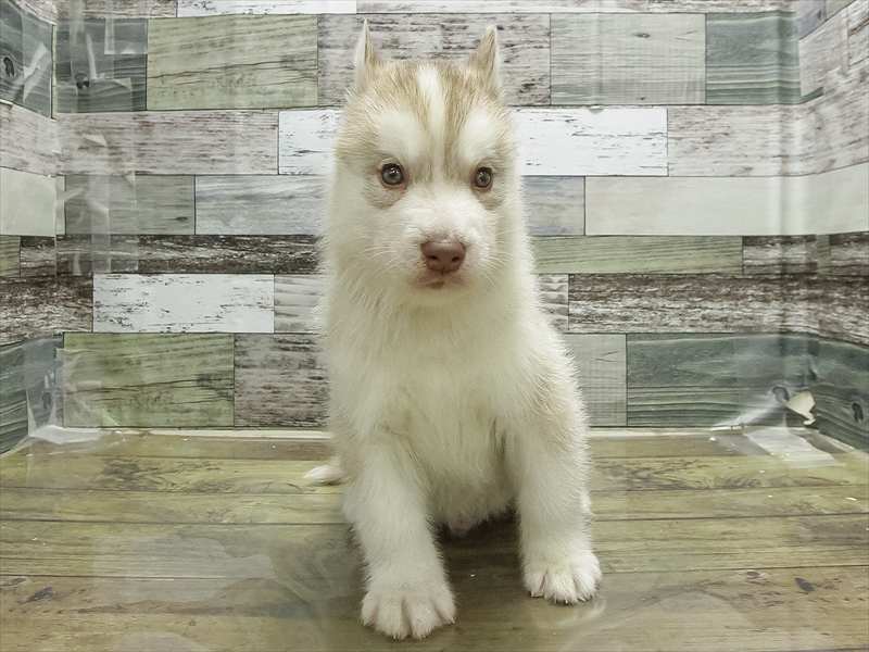 愛知県のシベリアンハスキー (ワンラブ名古屋守山インター総本店/2026年1月19日生まれ/男の子/チョコレートホワイト)の子犬の3枚目の画像