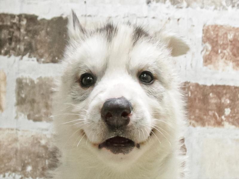 愛知県のシベリアンハスキー (ワンラブ名古屋守山インター総本店/2026年1月19日生まれ/男の子/シルバーホワイト)の子犬の1枚目の画像