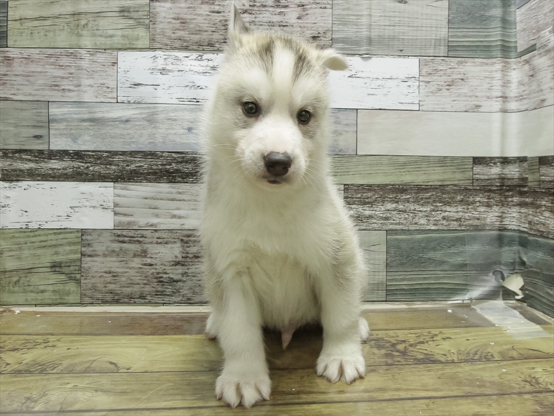 愛知県のシベリアンハスキー (ワンラブ名古屋守山インター総本店/2026年1月19日生まれ/男の子/シルバーホワイト)の子犬の3枚目の画像