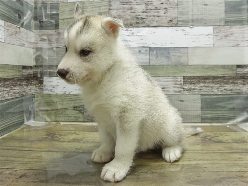 愛知県のシベリアンハスキー (ワンラブ名古屋守山インター総本店/2026年1月19日生まれ/男の子/シルバーホワイト)の子犬の2枚目の画像