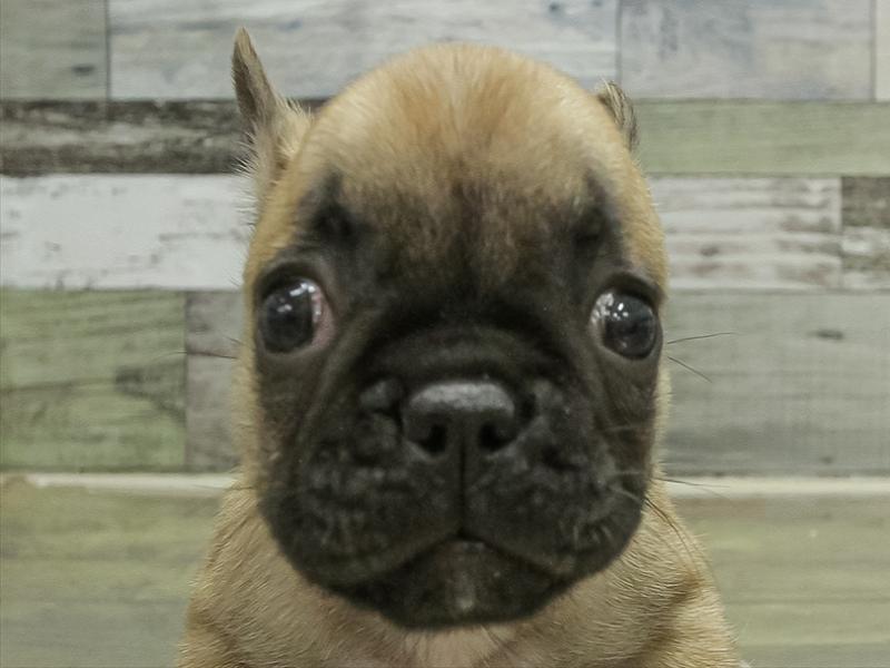 愛知県のフレンチブルドッグ (ワンラブ名古屋守山インター総本店/2026年1月20日生まれ/男の子/フォーン)の子犬の1枚目の画像