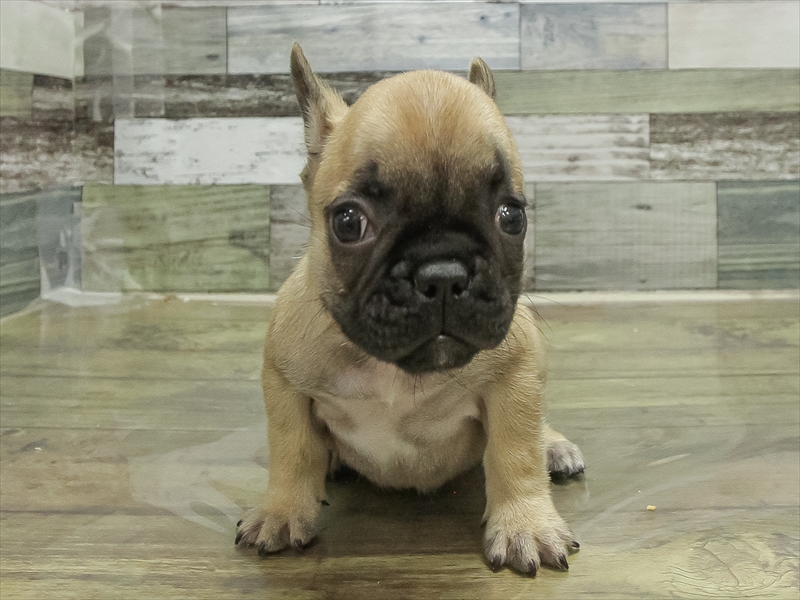 愛知県のフレンチブルドッグ (ワンラブ名古屋守山インター総本店/2026年1月20日生まれ/男の子/フォーン)の子犬の3枚目の画像