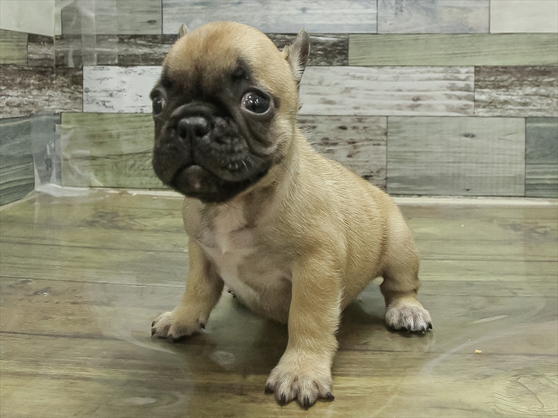 愛知県のフレンチブルドッグ (ワンラブ名古屋守山インター総本店/2026年1月20日生まれ/男の子/フォーン)の子犬の2枚目の画像