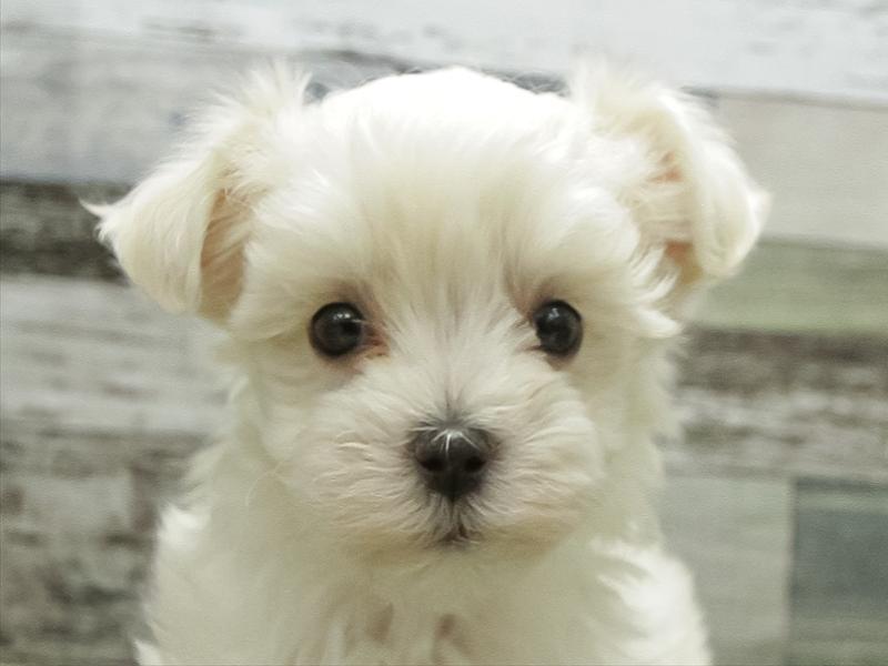 愛知県のマルチーズ (ワンラブ名古屋守山インター総本店/2026年1月20日生まれ/男の子/ホワイト)の子犬の1枚目の画像