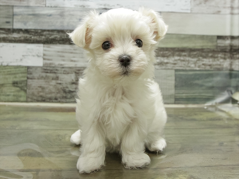 愛知県のマルチーズ (ワンラブ名古屋守山インター総本店/2026年1月20日生まれ/男の子/ホワイト)の子犬の3枚目の画像