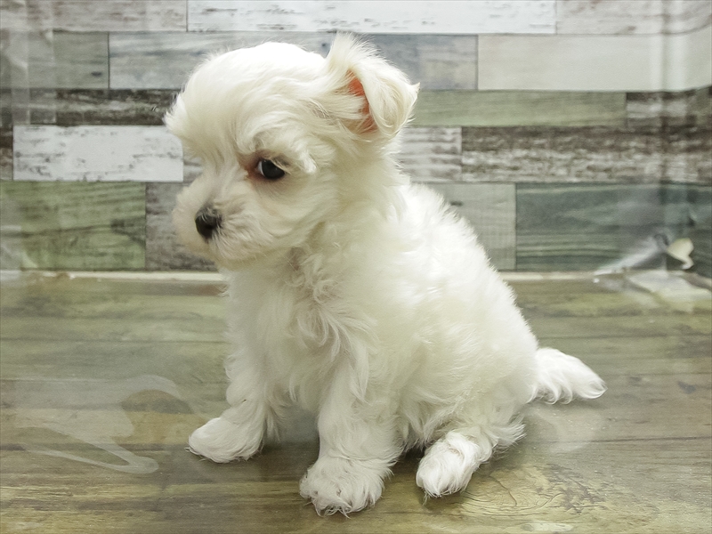 愛知県のマルチーズ (ワンラブ名古屋守山インター総本店/2026年1月20日生まれ/男の子/ホワイト)の子犬の2枚目の画像