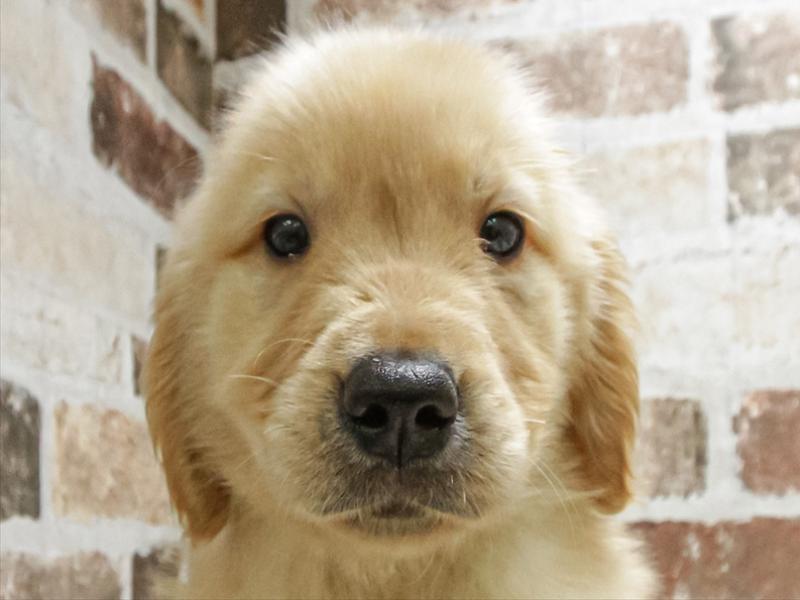 愛知県のゴールデンレトリバー (ワンラブ名古屋守山インター総本店/2026年1月20日生まれ/男の子/ゴールデン)の子犬の1枚目の画像