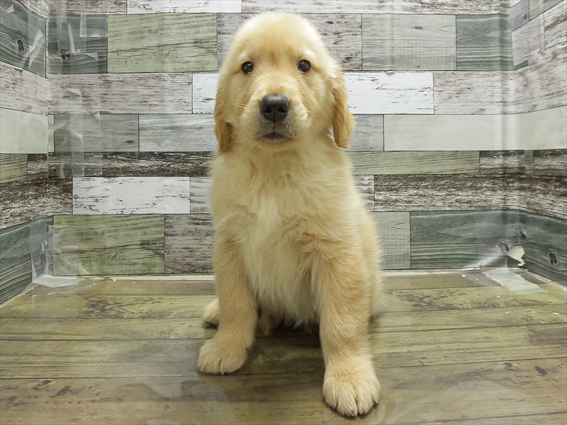 愛知県のゴールデンレトリバー (ワンラブ名古屋守山インター総本店/2026年1月20日生まれ/男の子/ゴールデン)の子犬の3枚目の画像