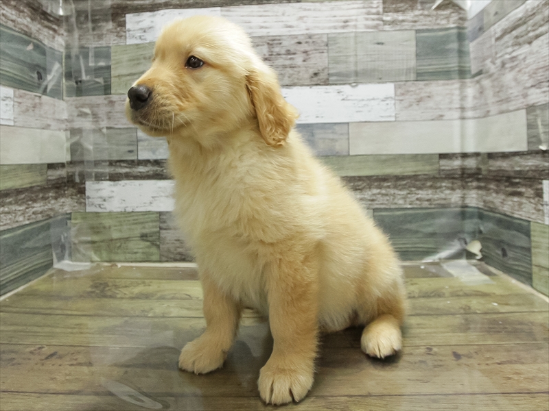 愛知県のゴールデンレトリバー (ワンラブ名古屋守山インター総本店/2026年1月20日生まれ/男の子/ゴールデン)の子犬の2枚目の画像