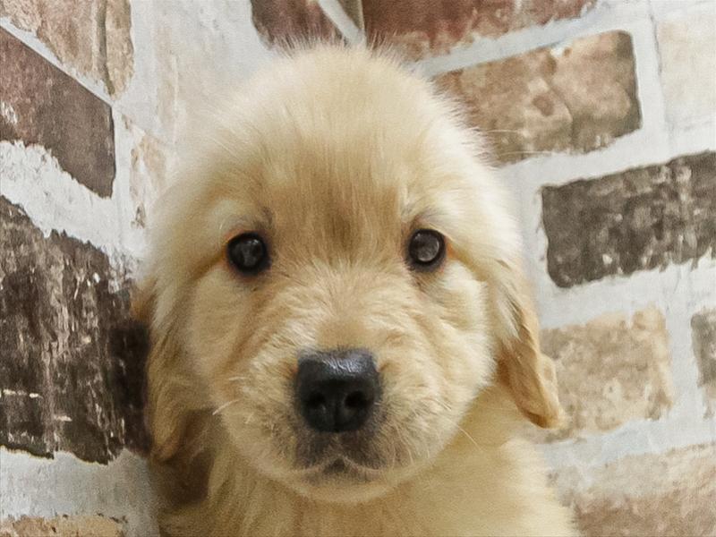 愛知県のゴールデンレトリバー (ワンラブ名古屋守山インター総本店/2026年1月20日生まれ/女の子/ゴールデン)の子犬の1枚目の画像