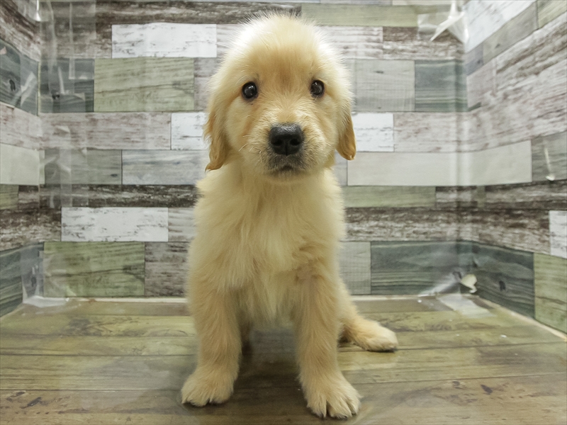 愛知県のゴールデンレトリバー (ワンラブ名古屋守山インター総本店/2026年1月20日生まれ/女の子/ゴールデン)の子犬の3枚目の画像