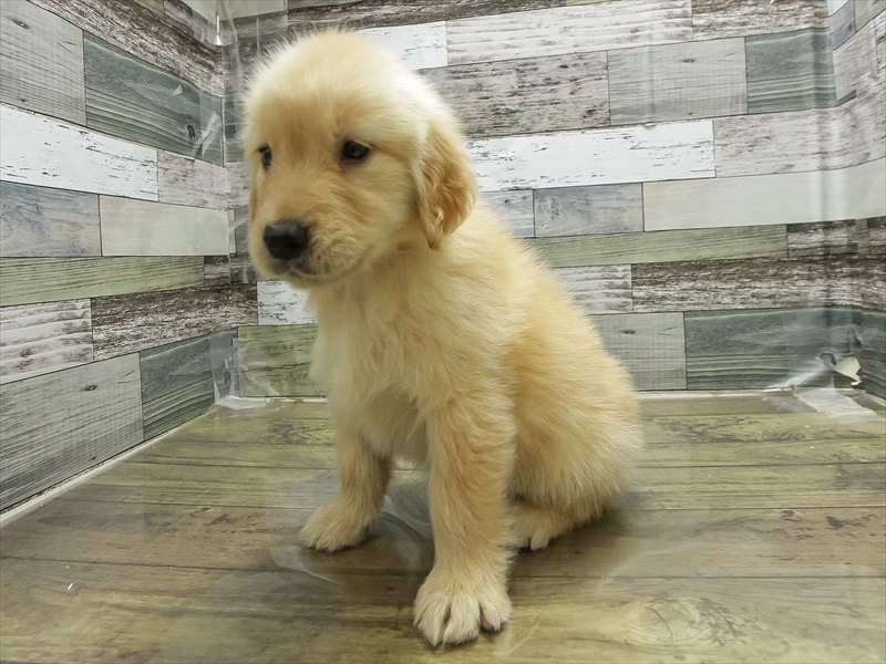 愛知県のゴールデンレトリバー (ワンラブ名古屋守山インター総本店/2026年1月20日生まれ/女の子/ゴールデン)の子犬の2枚目の画像