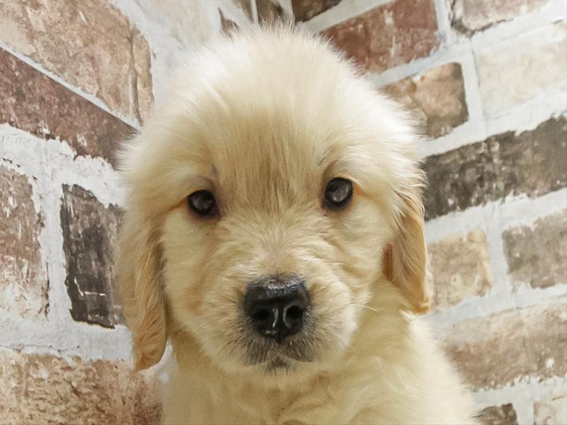 愛知県のゴールデンレトリバー (ワンラブ名古屋守山インター総本店/2026年1月20日生まれ/女の子/ゴールデン)の子犬の1枚目の画像