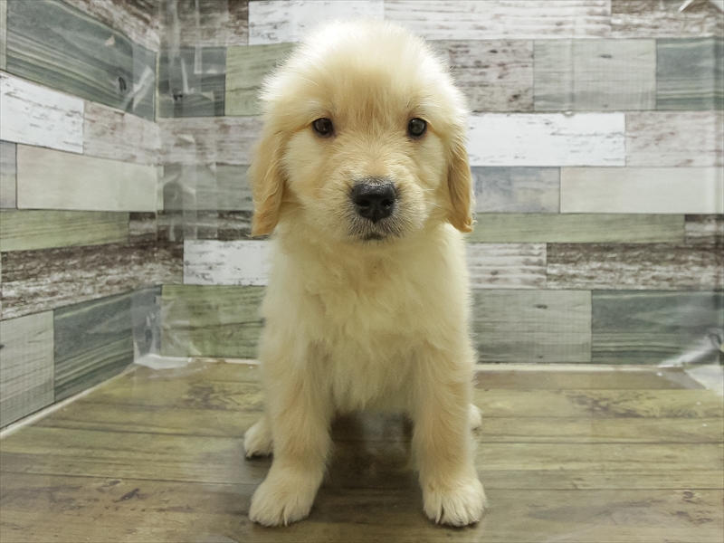 愛知県のゴールデンレトリバー (ワンラブ名古屋守山インター総本店/2026年1月20日生まれ/女の子/ゴールデン)の子犬の3枚目の画像