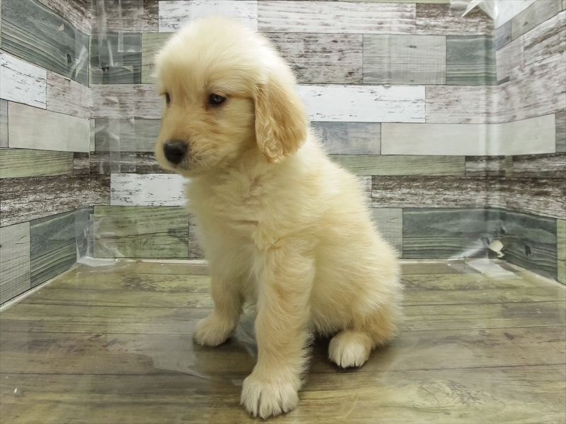 愛知県のゴールデンレトリバー (ワンラブ名古屋守山インター総本店/2026年1月20日生まれ/女の子/ゴールデン)の子犬の2枚目の画像