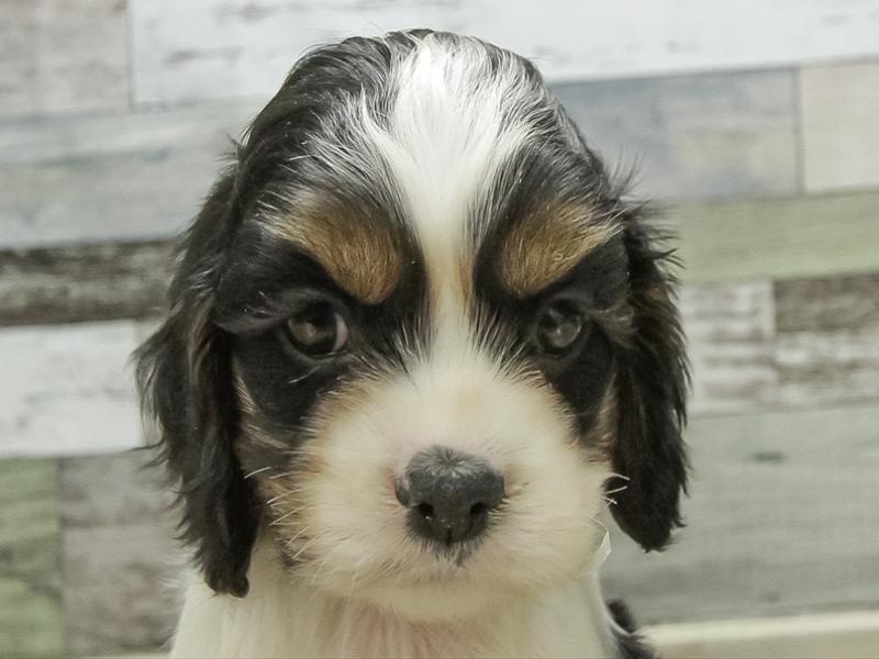 愛知県のアメリカンコッカースパニエル (ワンラブ名古屋守山インター総本店/2026年1月20日生まれ/男の子/トライカラー)の子犬の1枚目の画像