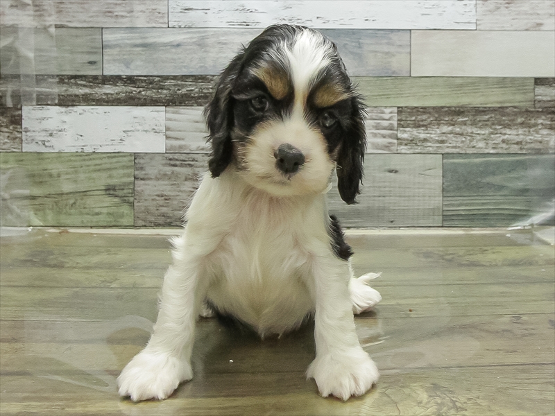 愛知県のアメリカンコッカースパニエル (ワンラブ名古屋守山インター総本店/2026年1月20日生まれ/男の子/トライカラー)の子犬の3枚目の画像