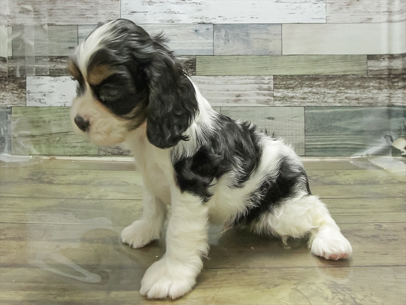 愛知県のアメリカンコッカースパニエル (ワンラブ名古屋守山インター総本店/2026年1月20日生まれ/男の子/トライカラー)の子犬の2枚目の画像