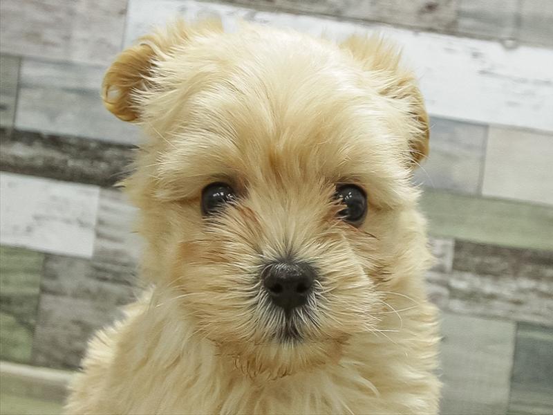 愛知県のマルプー(マルチーズ×プードル) (ワンラブ名古屋守山インター総本店/2026年1月13日生まれ/男の子/アプリコット)の子犬の1枚目の画像