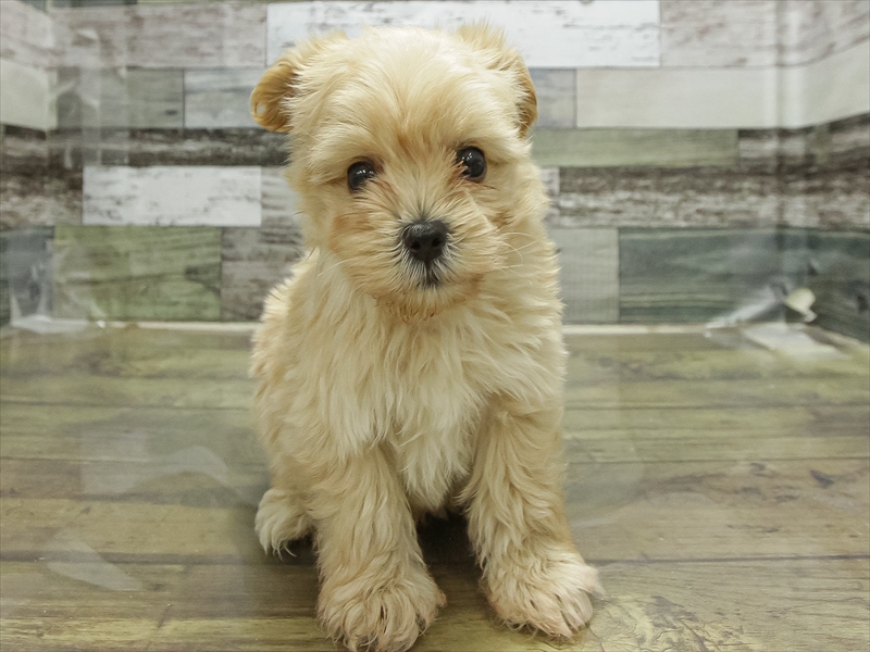 愛知県のマルプー(マルチーズ×プードル) (ワンラブ名古屋守山インター総本店/2026年1月13日生まれ/男の子/アプリコット)の子犬の3枚目の画像