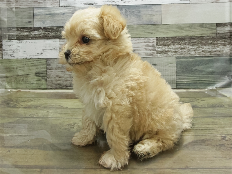 愛知県のマルプー(マルチーズ×プードル) (ワンラブ名古屋守山インター総本店/2026年1月13日生まれ/男の子/アプリコット)の子犬の2枚目の画像