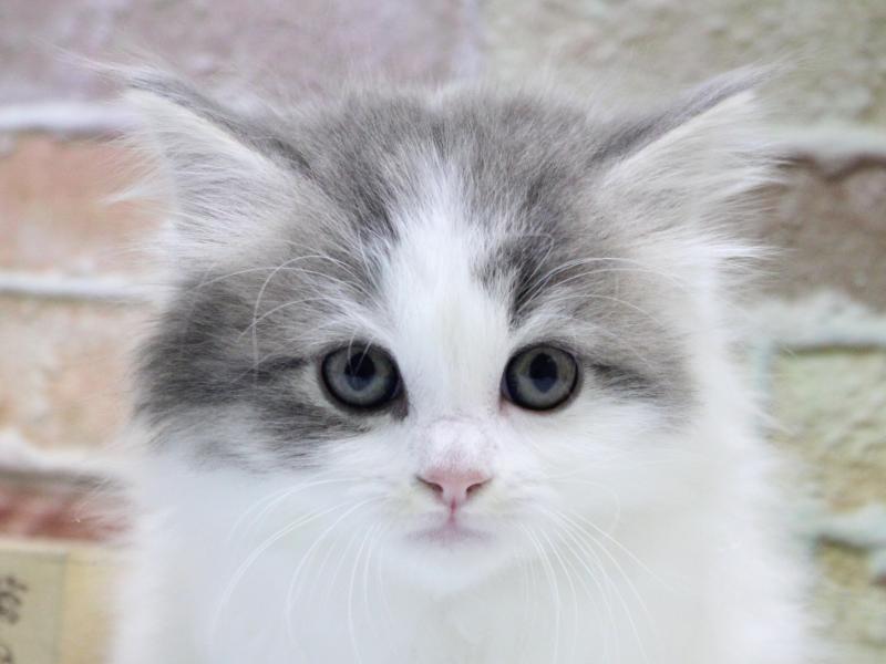 青森県のマンチカン (ワンラブエルムの街店/2026年1月18日生まれ/男の子/ブルータビーホワイト)の子猫の1枚目の画像