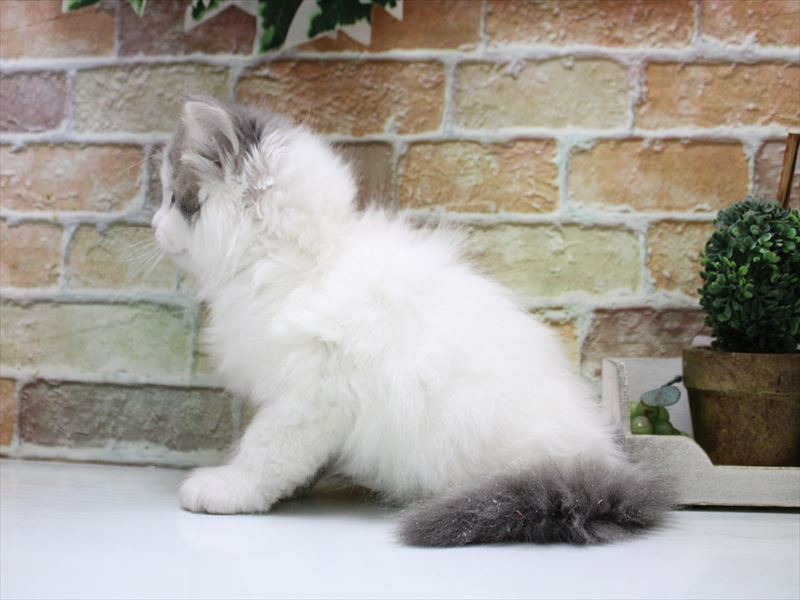 青森県のマンチカン (ワンラブエルムの街店/2026年1月18日生まれ/男の子/ブルータビーホワイト)の子猫の3枚目の画像