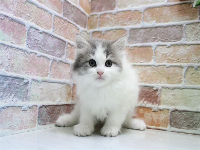 青森県のマンチカン (ワンラブエルムの街店/2026年1月18日生まれ/男の子/ブルータビーホワイト)の子猫の2枚目の画像