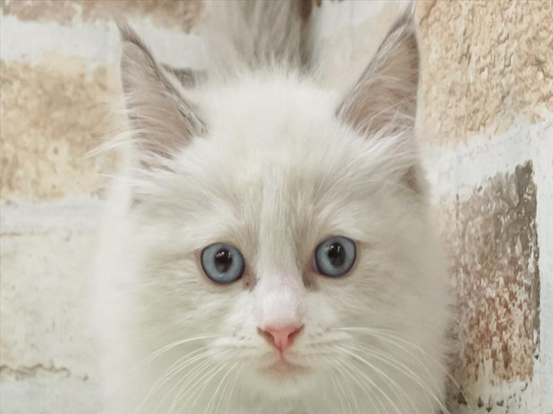 愛知県のラグドール (ワンラブ名古屋守山インター総本店/2026年1月11日生まれ/男の子/ブルーポイントバイカラー)の子猫の1枚目の画像