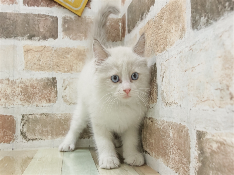 愛知県のラグドール (ワンラブ名古屋守山インター総本店/2026年1月11日生まれ/男の子/ブルーポイントバイカラー)の子猫の3枚目の画像