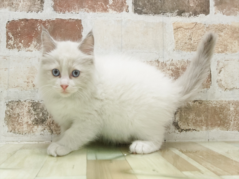 愛知県のラグドール (ワンラブ名古屋守山インター総本店/2026年1月11日生まれ/男の子/ブルーポイントバイカラー)の子猫の2枚目の画像