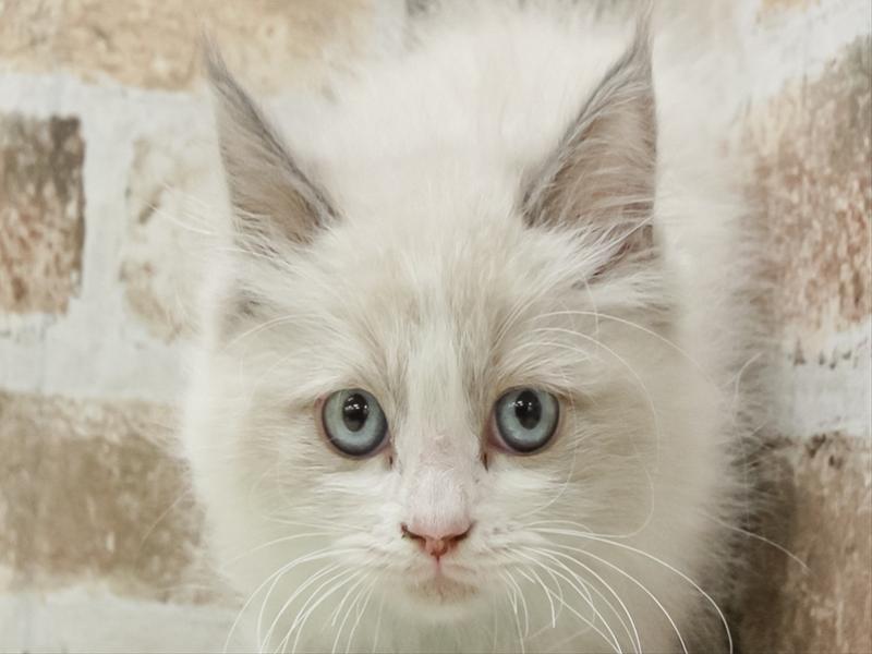 愛知県のラグドール (ワンラブ名古屋守山インター総本店/2026年1月11日生まれ/女の子/ブルーポイントバイカラー)の子猫の1枚目の画像