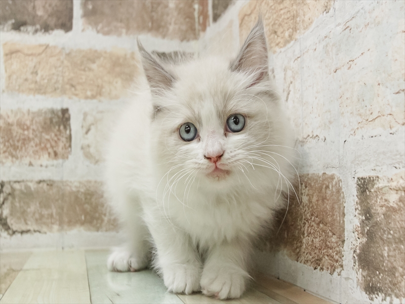 愛知県のラグドール (ワンラブ名古屋守山インター総本店/2026年1月11日生まれ/女の子/ブルーポイントバイカラー)の子猫の3枚目の画像