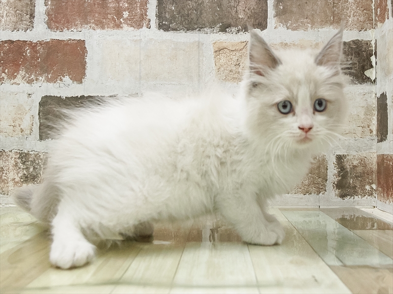 愛知県のラグドール (ワンラブ名古屋守山インター総本店/2026年1月11日生まれ/女の子/ブルーポイントバイカラー)の子猫の2枚目の画像