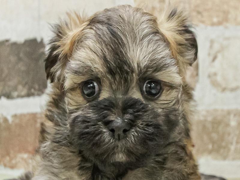 愛知県のチワマル/マルチワ(チワワ×マルチーズ) (ワンラブ名古屋守山インター総本店/2026年1月19日生まれ/女の子/レッド)の子犬の1枚目の画像