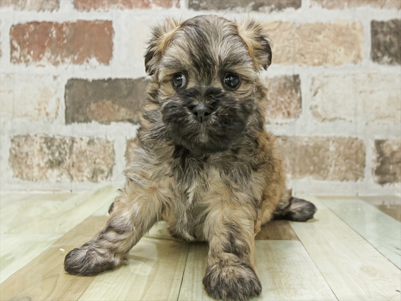 愛知県のチワマル/マルチワ(チワワ×マルチーズ) (ワンラブ名古屋守山インター総本店/2026年1月19日生まれ/女の子/レッド)の子犬の3枚目の画像