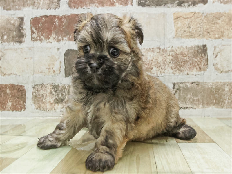 愛知県のチワマル/マルチワ(チワワ×マルチーズ) (ワンラブ名古屋守山インター総本店/2026年1月19日生まれ/女の子/レッド)の子犬の2枚目の画像