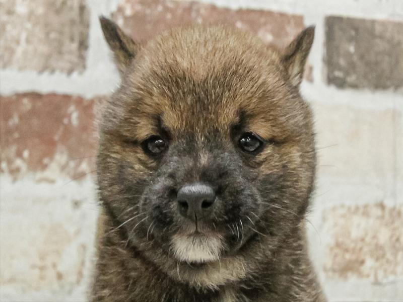 愛知県の豆柴 (ワンラブ名古屋守山インター総本店/2026年1月20日生まれ/男の子/赤)の子犬の1枚目の画像