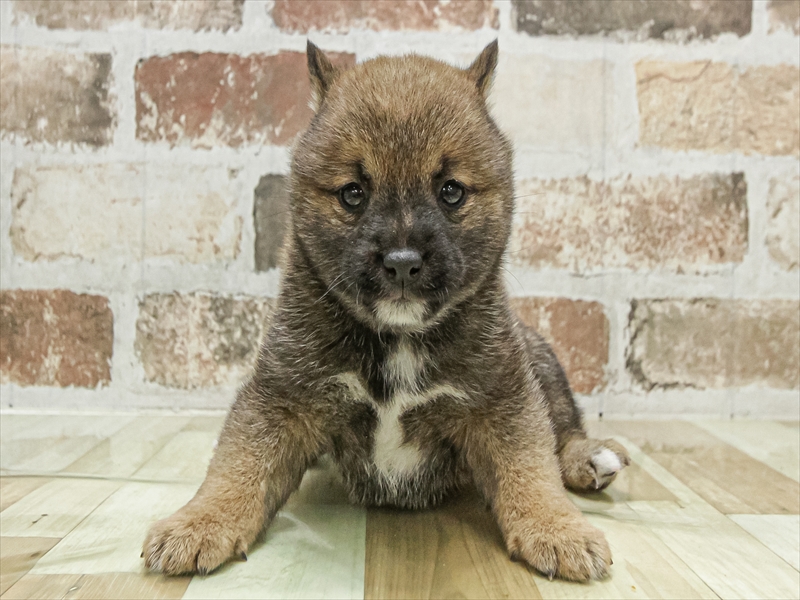 愛知県の豆柴 (ワンラブ名古屋守山インター総本店/2026年1月20日生まれ/男の子/赤)の子犬の3枚目の画像