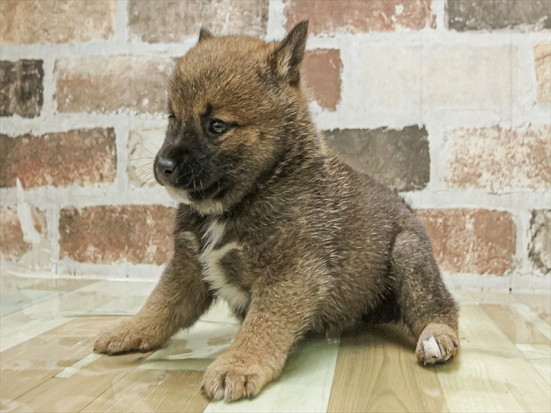 愛知県の豆柴 (ワンラブ名古屋守山インター総本店/2026年1月20日生まれ/男の子/赤)の子犬の2枚目の画像