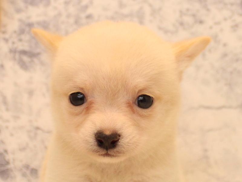 埼玉県のチワ柴/柴チワ/チワシバ(チワワ×柴) (ワンラブ埼玉寄居店/2026年1月20日生まれ/女の子/白)の子犬の1枚目の画像