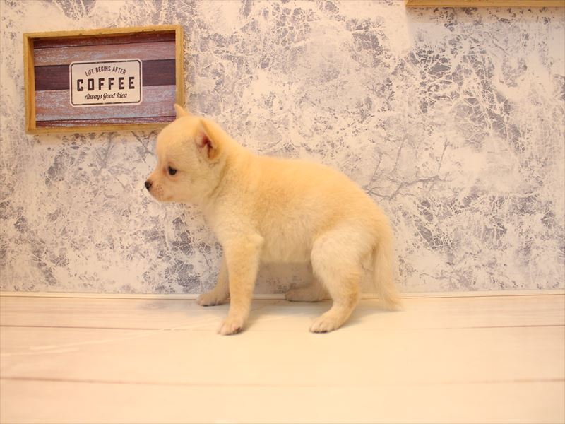 埼玉県のチワ柴/柴チワ/チワシバ(チワワ×柴) (ワンラブ埼玉寄居店/2026年1月20日生まれ/女の子/白)の子犬の3枚目の画像