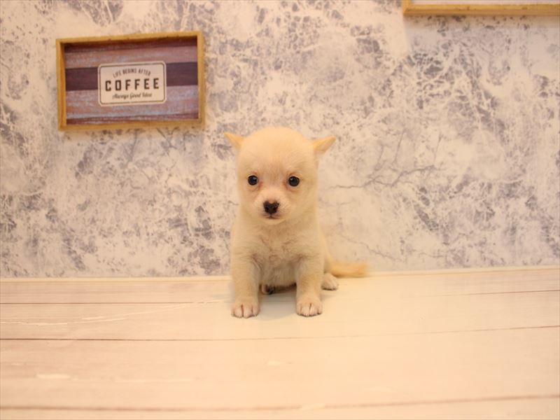 埼玉県のチワ柴/柴チワ/チワシバ(チワワ×柴) (ワンラブ埼玉寄居店/2026年1月20日生まれ/女の子/白)の子犬の2枚目の画像