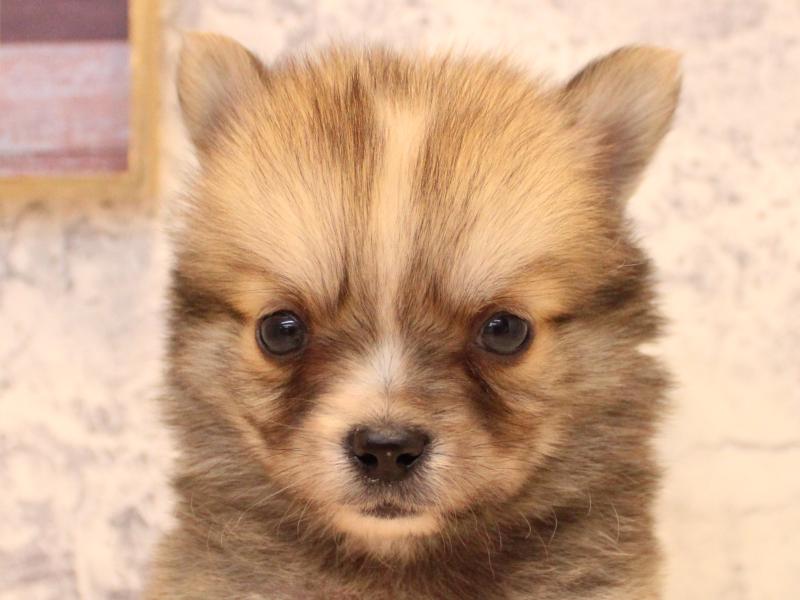 埼玉県のポメチワ/チワポメ/ポメチー(ポメラニアン×チワワ) (ワンラブ埼玉寄居店/2026年1月20日生まれ/男の子/ウルフセーブル)の子犬の1枚目の画像