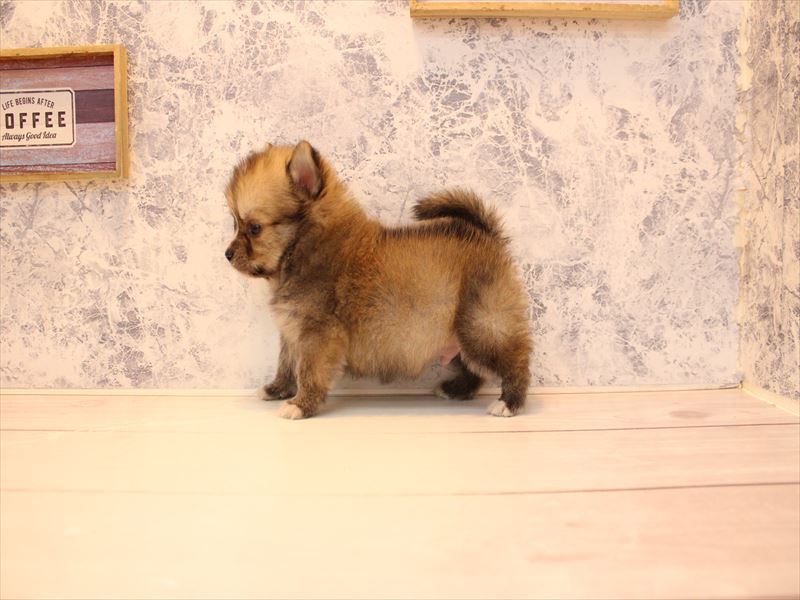 埼玉県のポメチワ/チワポメ/ポメチー(ポメラニアン×チワワ) (ワンラブ埼玉寄居店/2026年1月20日生まれ/男の子/ウルフセーブル)の子犬の3枚目の画像