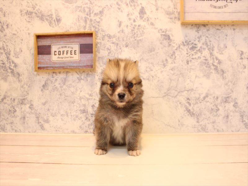 埼玉県のポメチワ/チワポメ/ポメチー(ポメラニアン×チワワ) (ワンラブ埼玉寄居店/2026年1月20日生まれ/男の子/ウルフセーブル)の子犬の2枚目の画像