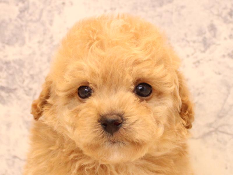 埼玉県のトイプードル(タイニー) (ワンラブ埼玉寄居店/2026年1月21日生まれ/男の子/アプリコット)の子犬の1枚目の画像