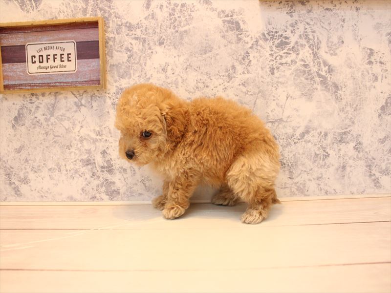 埼玉県のトイプードル(タイニー) (ワンラブ埼玉寄居店/2026年1月21日生まれ/男の子/アプリコット)の子犬の3枚目の画像