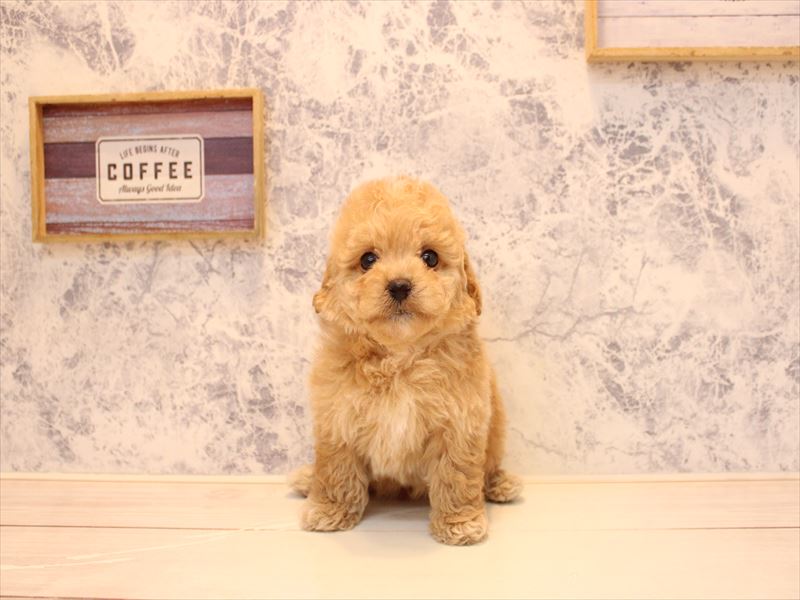 埼玉県のトイプードル(タイニー) (ワンラブ埼玉寄居店/2026年1月21日生まれ/男の子/アプリコット)の子犬の2枚目の画像