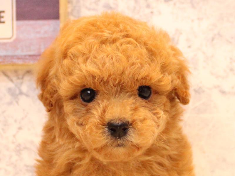 埼玉県のトイプードル(タイニー) (ワンラブ埼玉寄居店/2026年1月21日生まれ/女の子/レッド)の子犬の1枚目の画像